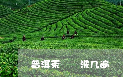 普洱茶  洗几遍/2023041119403